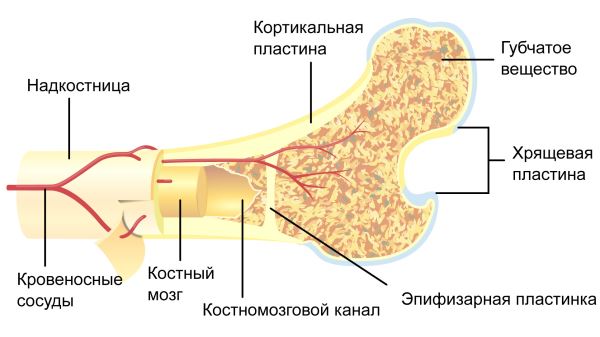 Учёные рассказали, как защититься от редких переломов