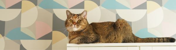 В кормах для кошек могут содержаться микроорганизмы, опасные для человека