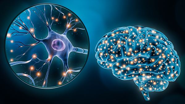 Учёные научились восстанавливать потерянную память